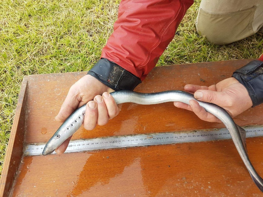 long eel-like fish is held over measuring tape