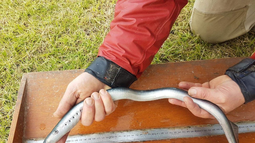 long eel-like fish is held over measuring tape