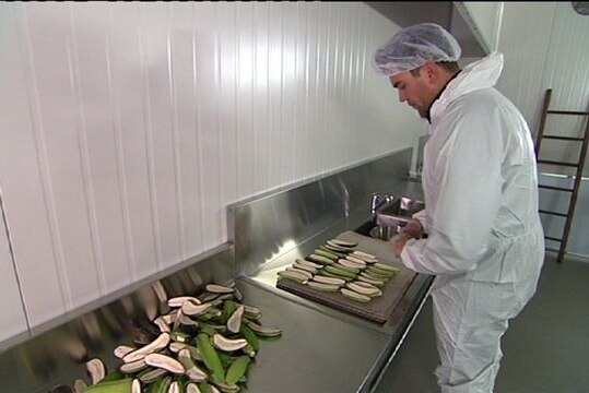 Robert Watkins from Mt Uncle's Banana Flour in Queensland prepares to put bananas in a dehydrator to produce gluten-free flour.