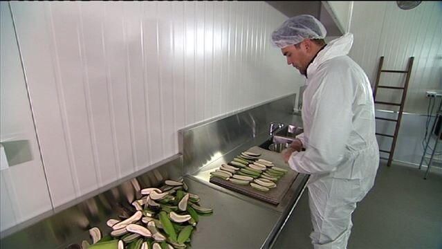 Robert Watkins from Mt Uncle's Banana Flour in Queensland prepares to put bananas in a dehydrator to produce gluten-free flour.