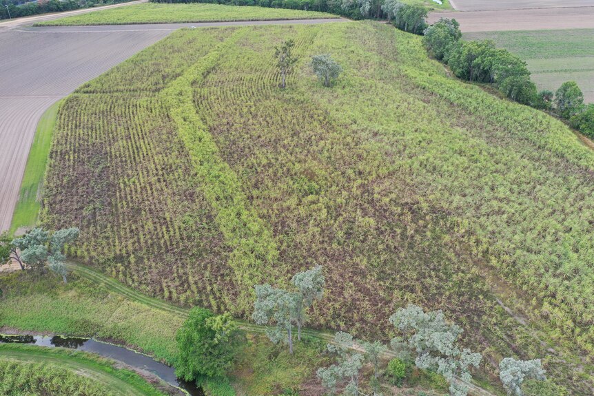 Drone image of cane fields destroyed by rats
