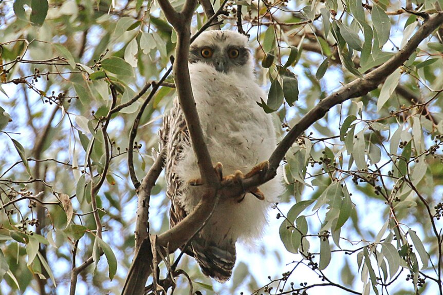 An owl sitting on a tree branch, looking into the camera.