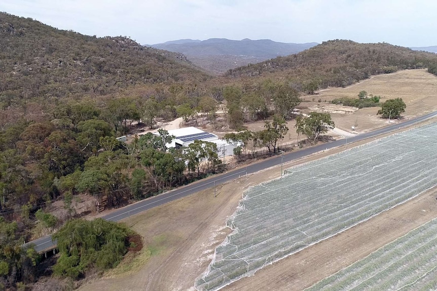 Vineyard from the air