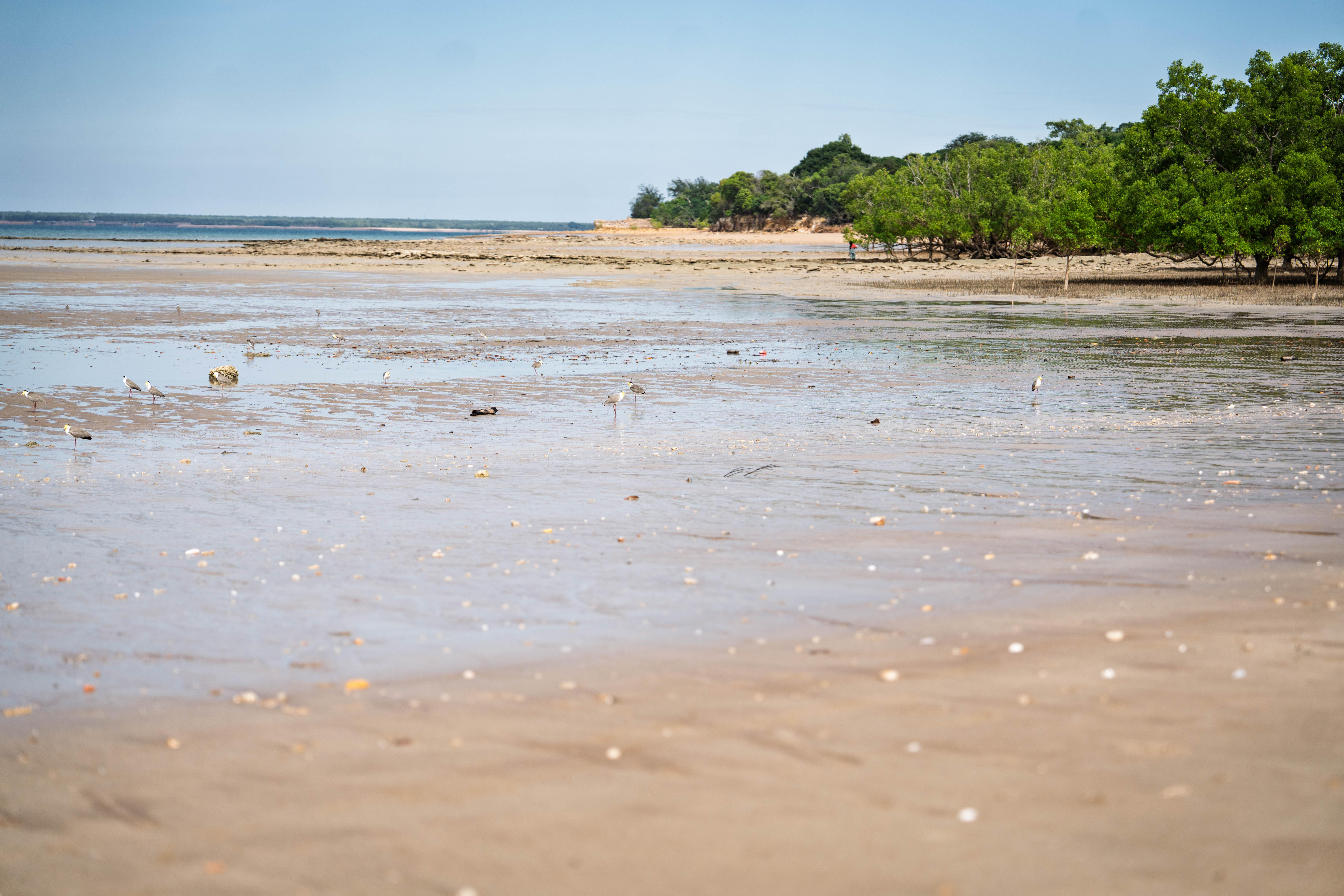 Los manglares crecen a lo largo de una playa de arena.