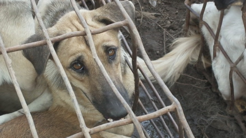 Thai criminals are targeting both stray and pet dogs