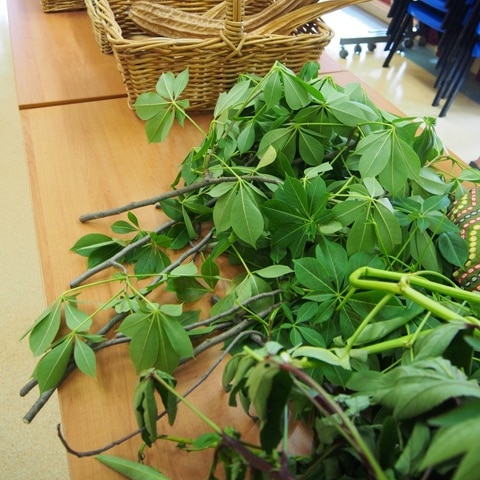 Leaves from the boab tree.