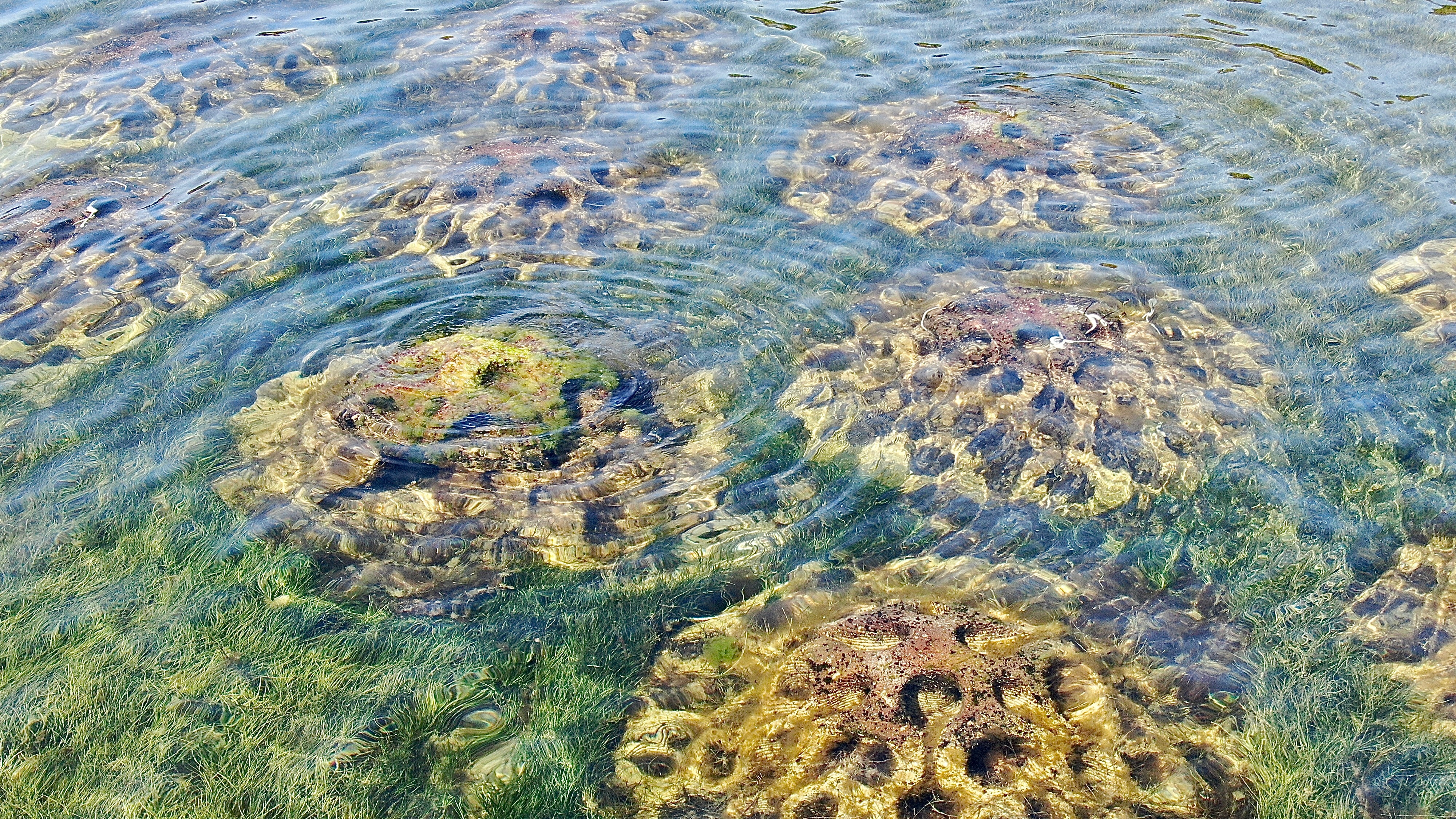 A shot of an artifical reef underwater