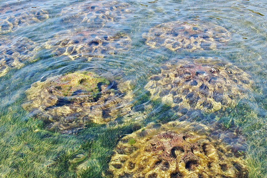 A shot of an artifical reef underwater
