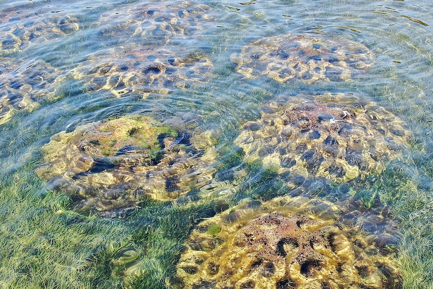 A shot of an artifical reef underwater