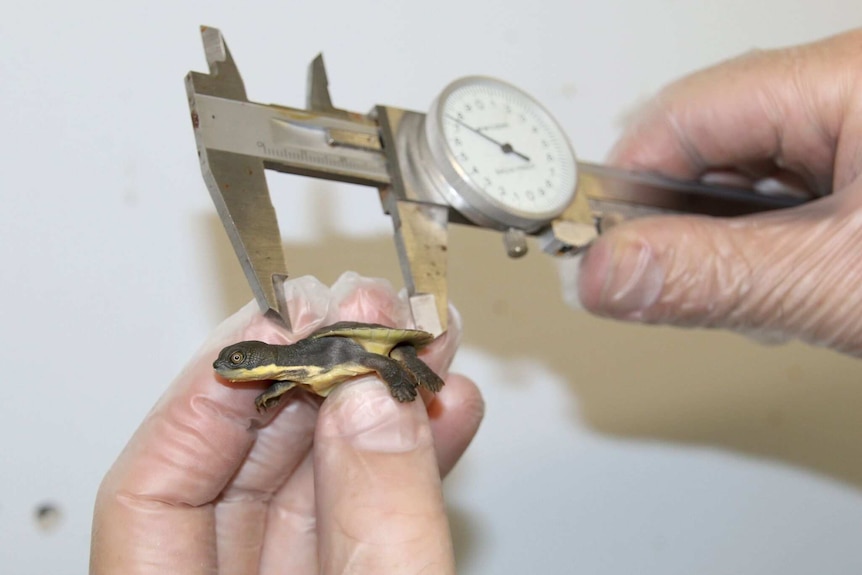 Measuring the Snapping Turtle hatchling