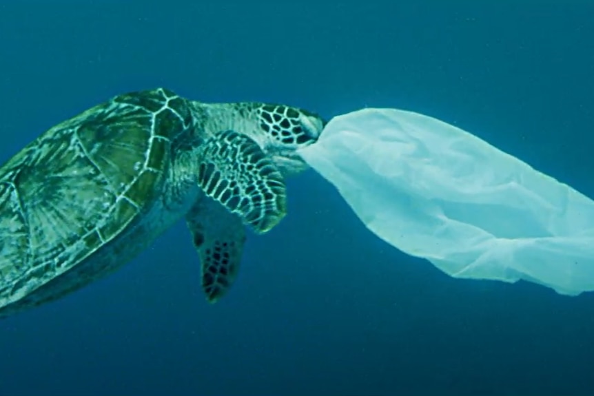 a turtle eating a plastic bag