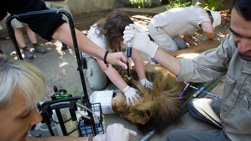 The lion is checked after earlier surgery to remove a tumour