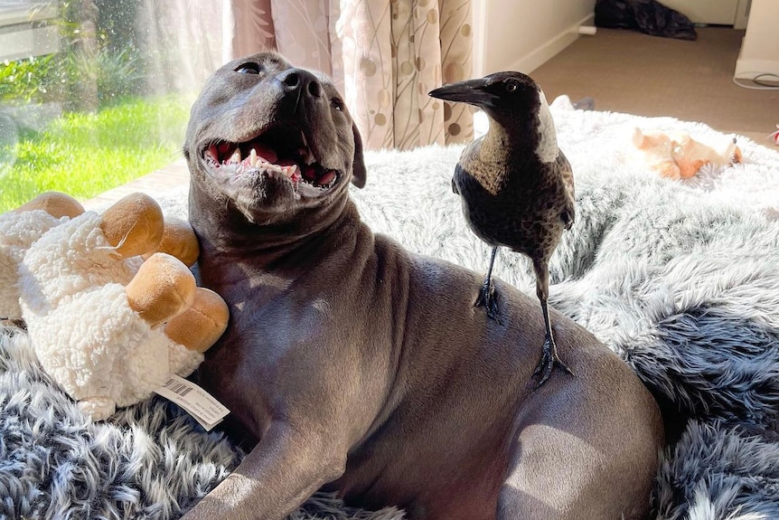 A dog is sitting with a bird on its back