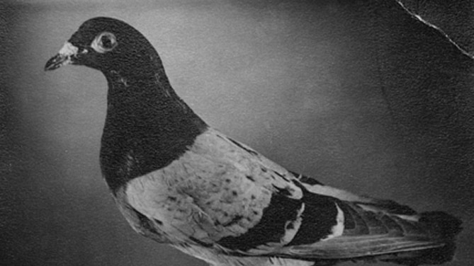 A mounted World War 2 carrier pigeon with Dickin Medal for gallantry