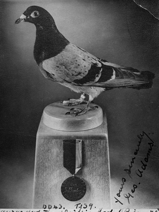 A mounted carrier pigeon with a medal around its neck