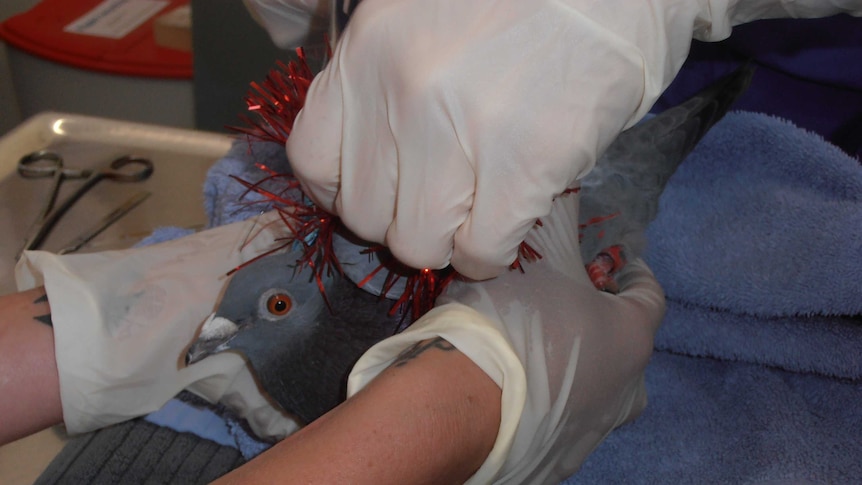 Gloved hands try to remove red tinsel from a pidgeon.