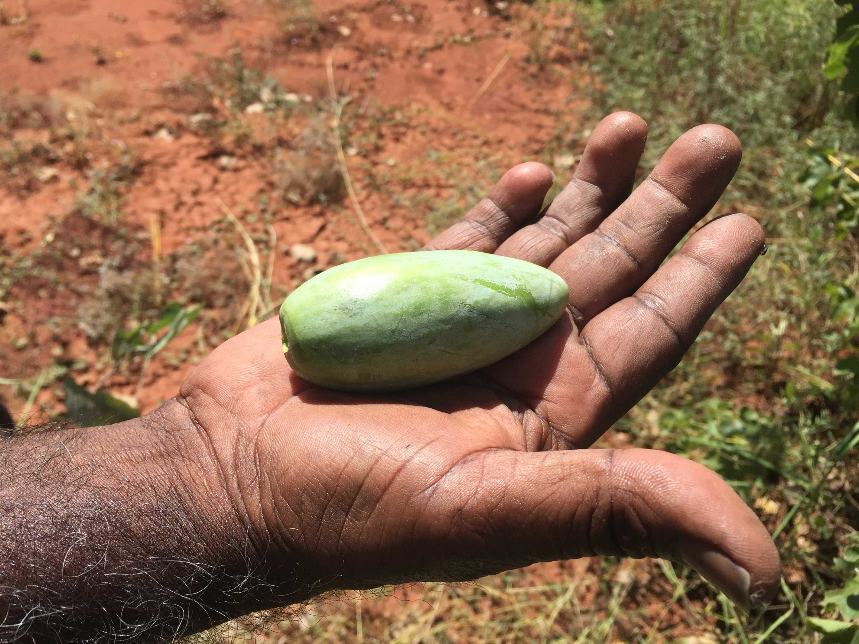 Bush bananas The bush tucker that kept Indigenous stockman David Newry