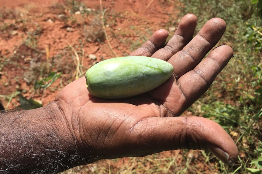 A green oval fruit about 5 centimetres long lying in the palm of a man's hand.