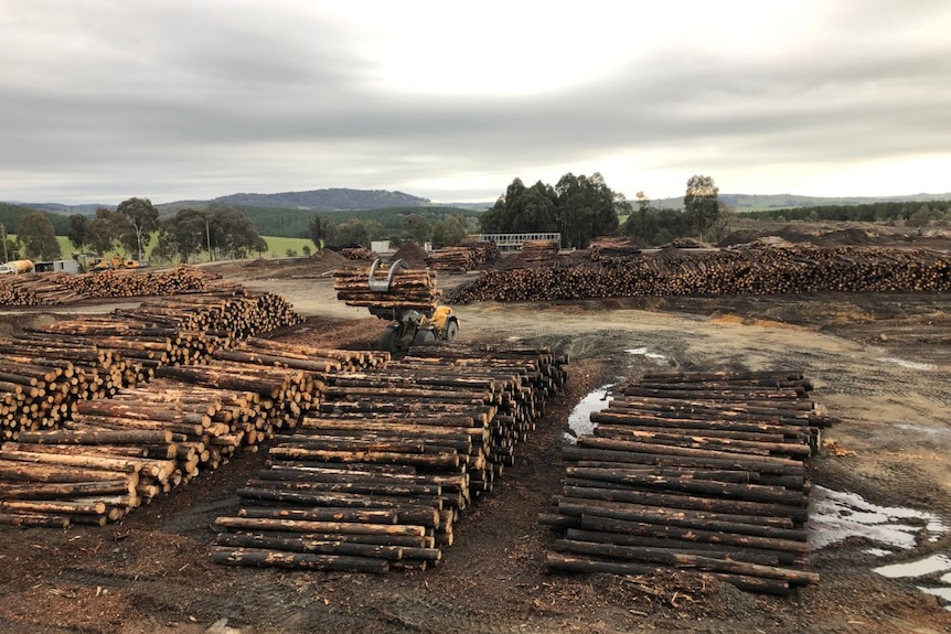Piles of blackened logs in piles in a timber yard.