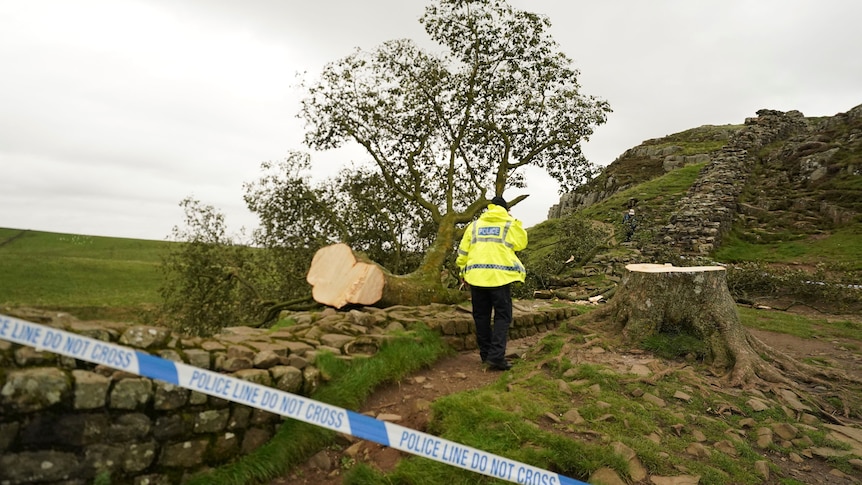 The back of a policeman facing the felled tree with tape that says police line do not cross
