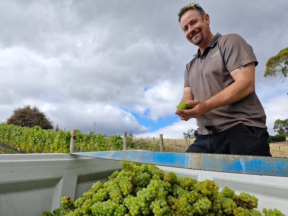 A man standing over a basket of grapes freshly picked in Tasmania