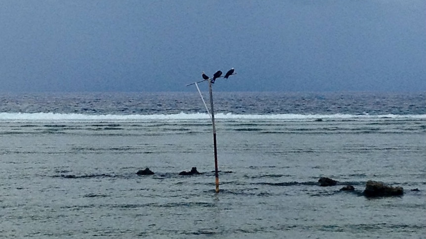 Frigatebirds perch over the water on Nauru.