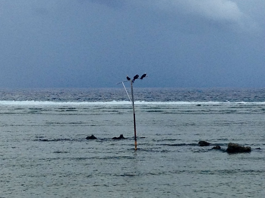 Frigatebirds perch over the water on Nauru.