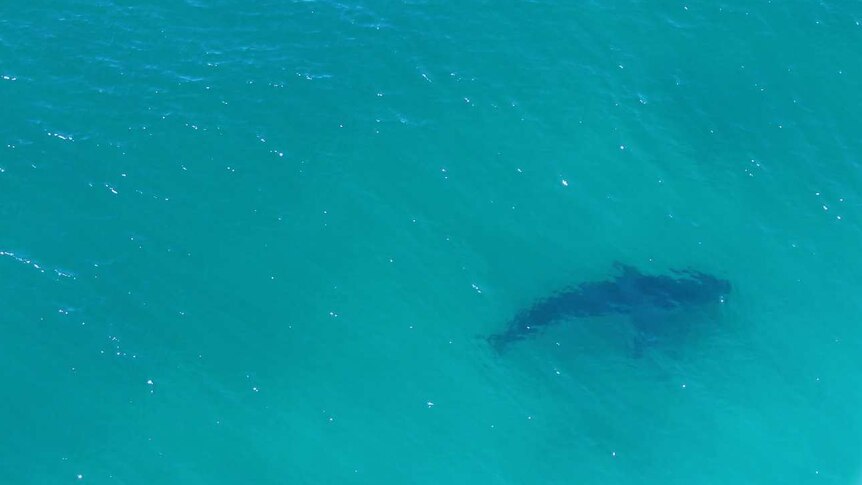 The shark which attacked a surfer in Ballina yesterday.