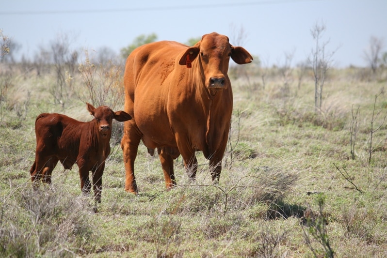 A cow stands with her calf in a paddock.