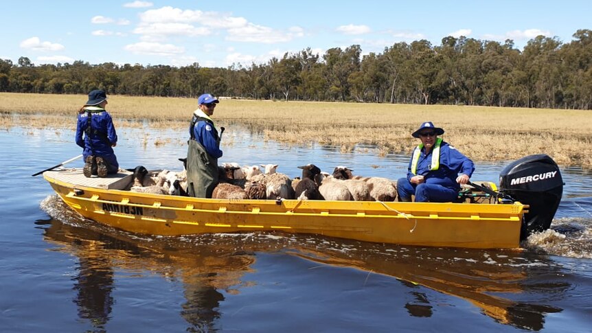 Sheep ride in a tinnie on floodwater.