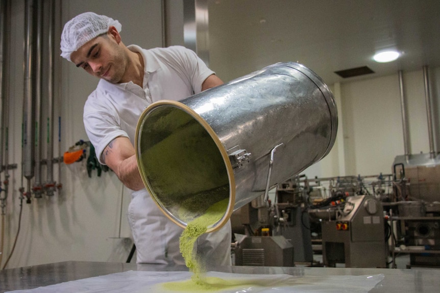 A man pours out freshly made broccoli powder from a tin drum, in the CSIRO food innovation lab.