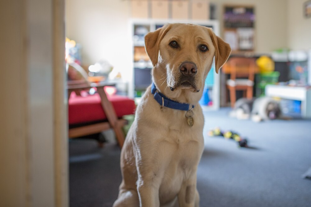 Who owns a dog legally? Leia aqui What makes you an owner of a dog