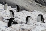 Penguins on an island in Antarctica