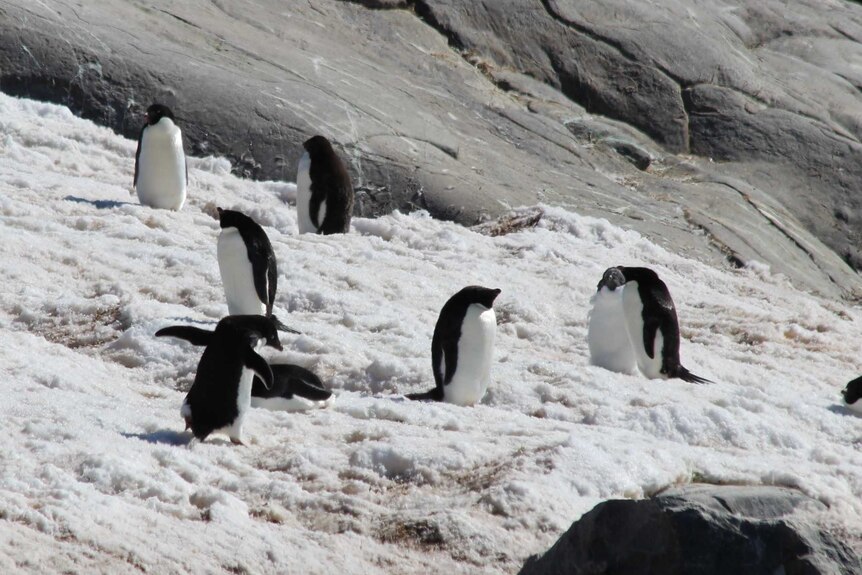 Adelie penguins on Gardner Island about 4km from Davis station.
