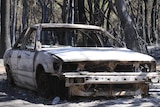 A burnt out car sits among blackened trees.