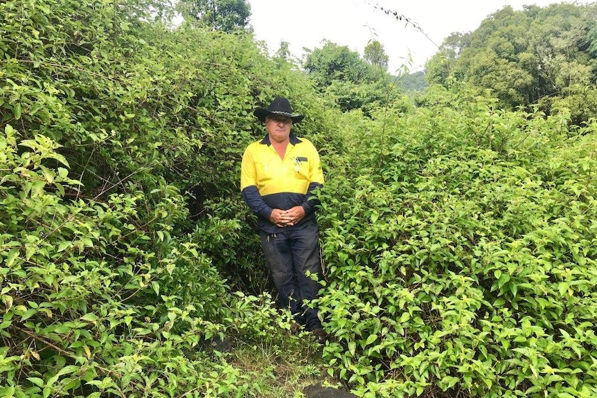 A man wearing a black hat and hi-vis shirt is surrounded by lantana.