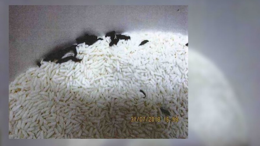 A photo by health inspectors shows rat droppings in a bucket of raw rice.