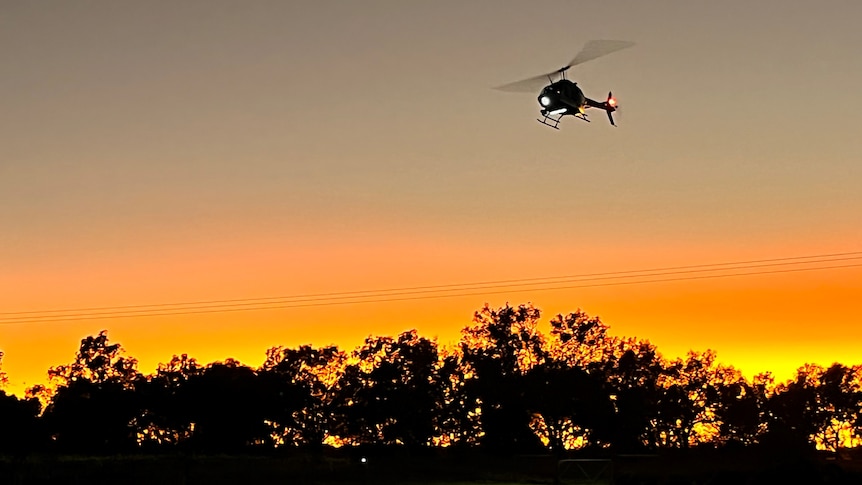A helicopter flies above a farm, backlit by a low sun.