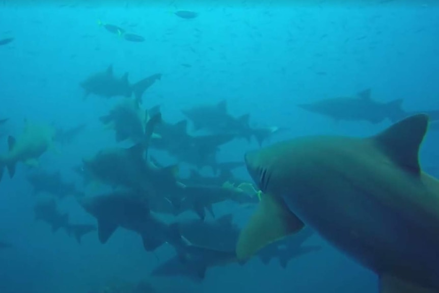 A group of pregnant grey nurse sharks at Wolf Rock, off Rainbow Beach.