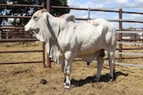 Top price bull at the Pondeosa sale