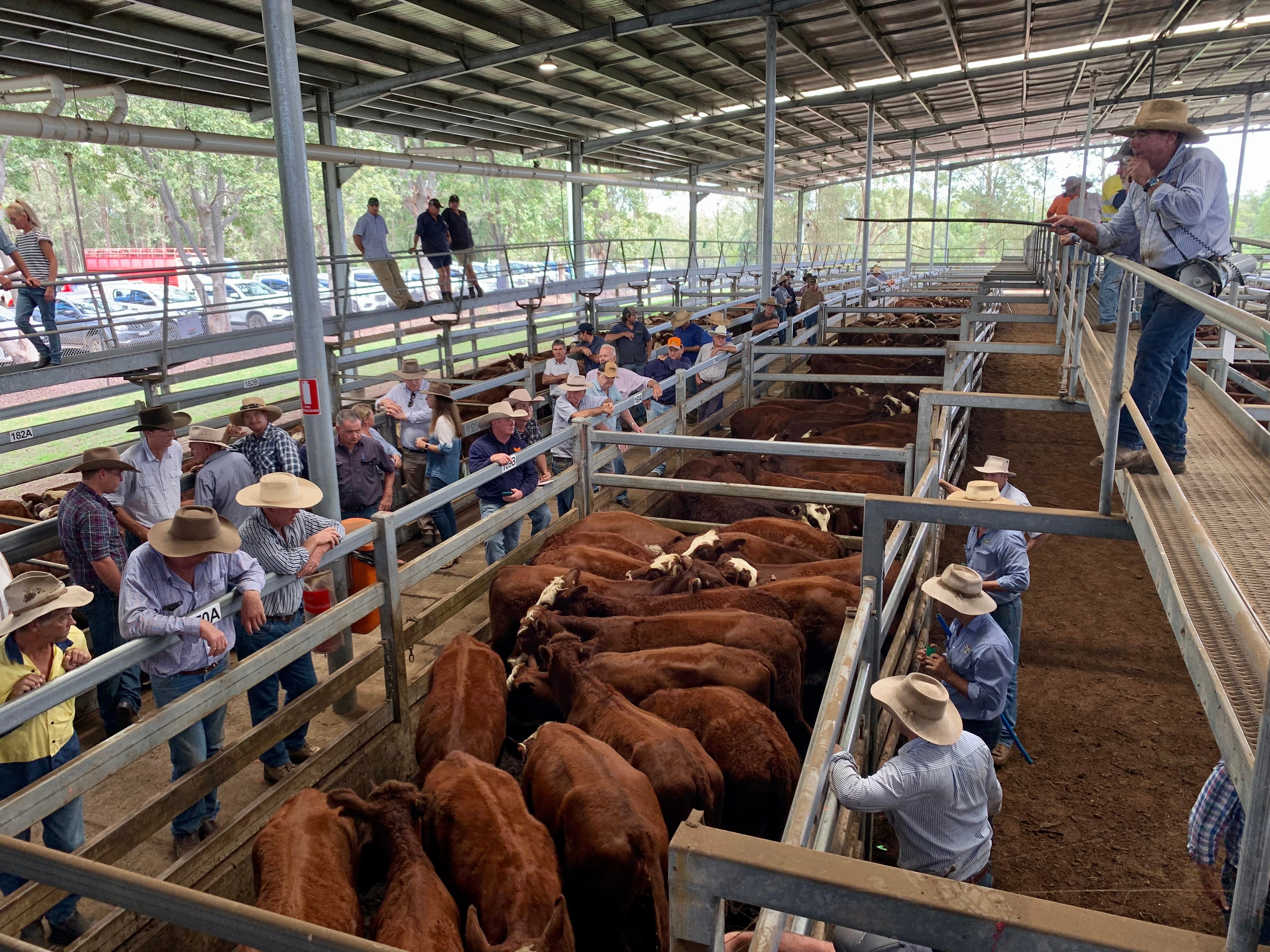 An auctioneer selling brown cattle penned in a saleyard.