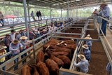 An auctioneer selling brown cattle penned in a saleyard.
