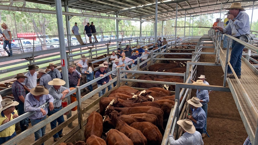 An auctioneer selling brown cattle penned in a saleyard.