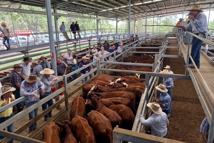 An auctioneer selling brown cattle penned in a saleyard. 