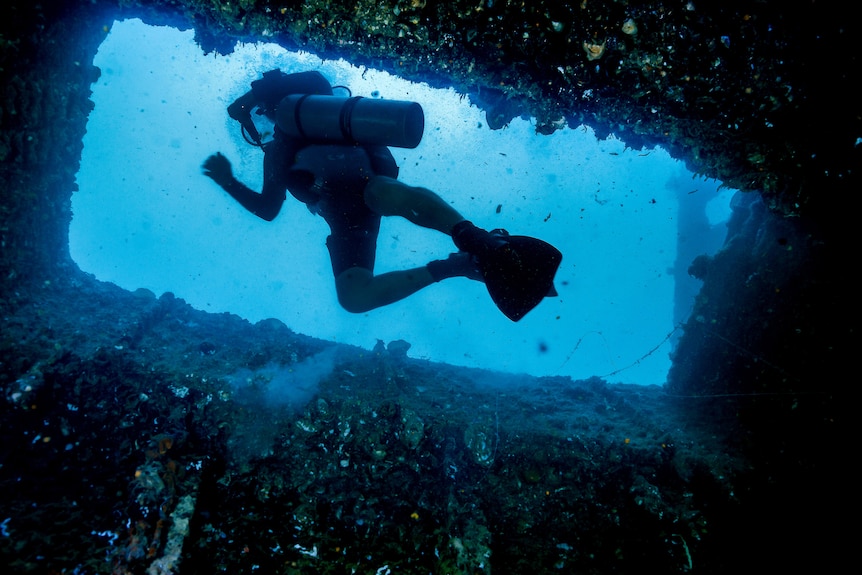 A diver swims up through an opening on a shipwreck. 