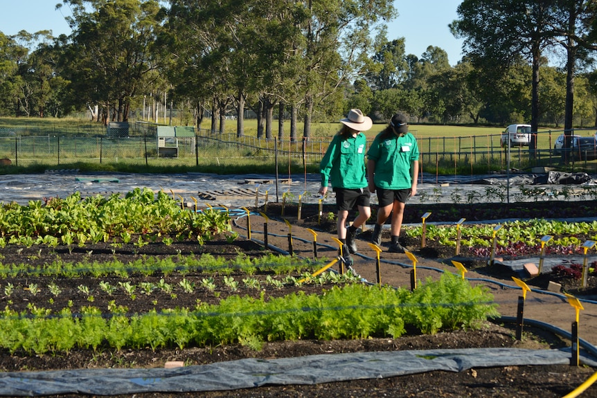 Two people in green shirts walk between rows of plants.