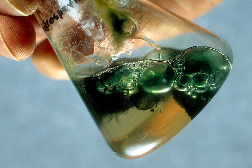 Blue-green algae in a flask