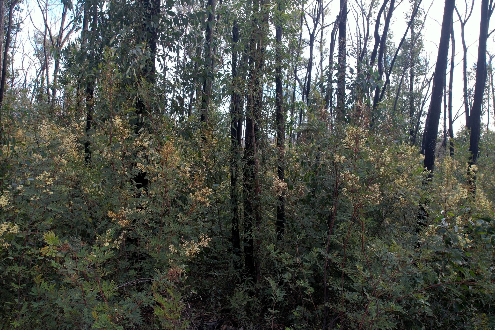 A thick understorey of wattle growing beside trees in bush.