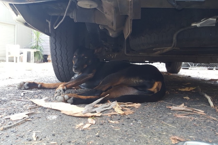 Driver the dog sits at the wheel of the van