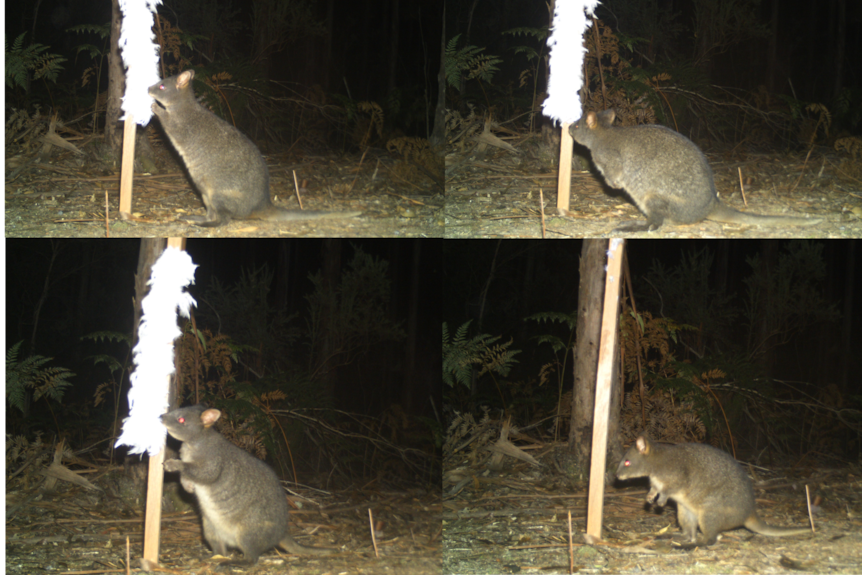 Three images of a pademelon interacting with a feather boa and one image where there is no boa, and the animal looks sad 